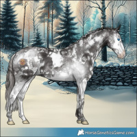 Horse Color:White Spotted Liver Chestnut Sabino Splash 