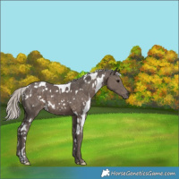 Horse Color:White Spotted Silver Black 