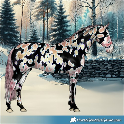 Horse Color:Watercolor White Spotted Red Dun Onyx Appaloosa 