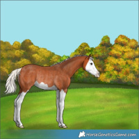 Horse Color:Silver Bay Splash Rabicano 