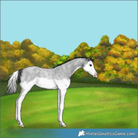 Horse Color:Blue Roan Splash Rabicano 