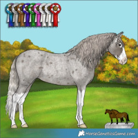 Horse Color:Silver Blue Roan Splash Rabicano