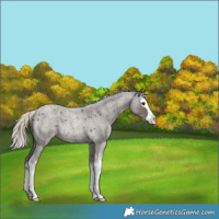 Horse Color:Silver Blue Roan Splash Rabicano 