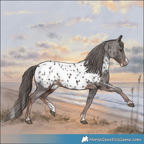Horse Color:Liver Chestnut Sabino Splash Appaloosa  and Liver Chestnut Sabino Splash Appaloosa 
