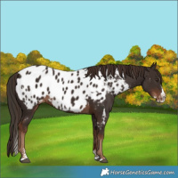 Horse Color:Liver Chestnut Sabino Splash Appaloosa  and Liver Chestnut Sabino Splash Appaloosa 