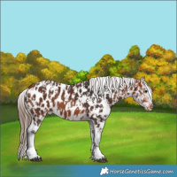 Horse Color:Bay Appaloosa  and Bay Appaloosa 