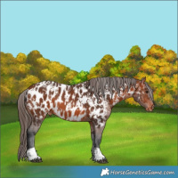 Horse Color:Bay Appaloosa and Bay Appaloosa