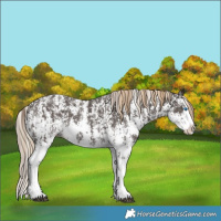 Horse Color:Liver Chestnut Sabino Splash Appaloosa  and Liver Chestnut Sabino Splash Appaloosa 