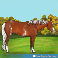 Horse Color:White Spotted Silver Bay Splash