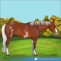 Horse Color:White Spotted Silver Bay Splash