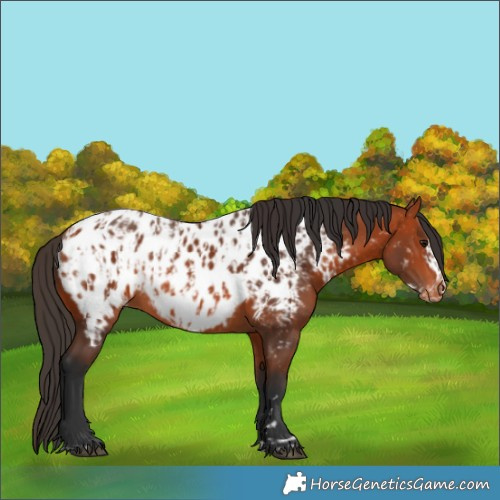 Horse Color:Bay Appaloosa  and Bay Frame Appaloosa 