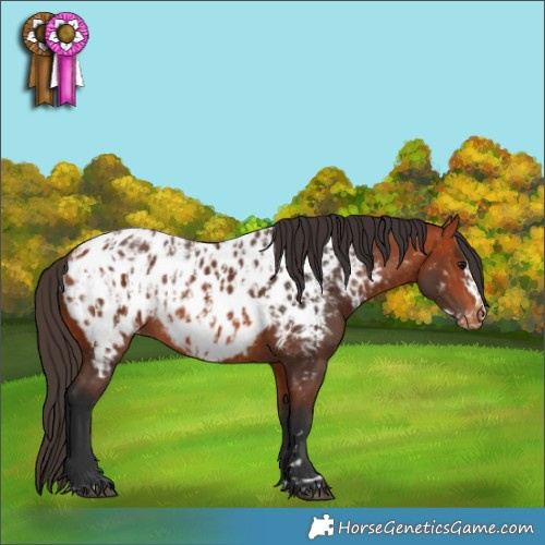 Horse Color:Bay Appaloosa  and Bay Frame Appaloosa 