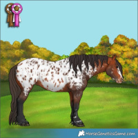 Horse Color:Bay Appaloosa  and Bay Frame Appaloosa 