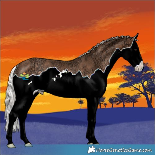 Horse Color:Silver Black Ice Splash Rabicano 