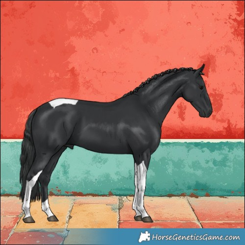 Horse Color:Black Tobiano 