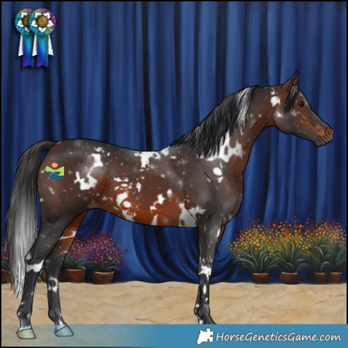 Horse Color:White Spotted Brown 