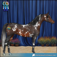 Horse Color:White Spotted Brown 
