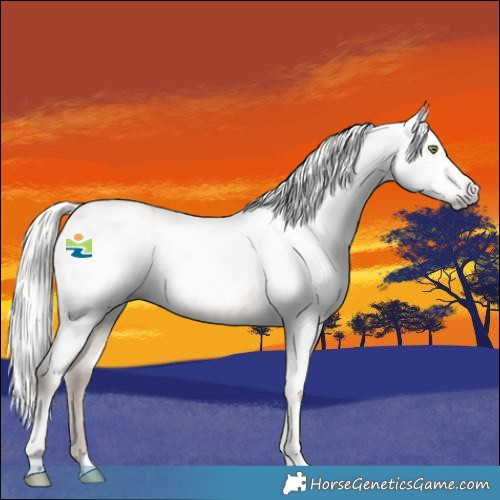 Horse Color:Gray Silver Sable Champagne Dun Appaloosa 