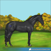 Horse Color:Black 