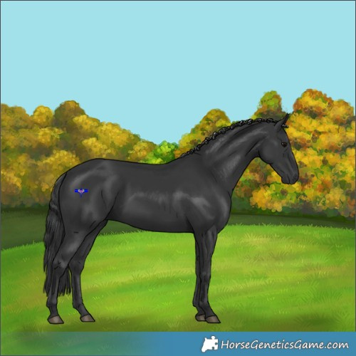 Horse Color:Black 