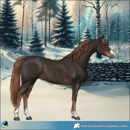 Horse Color:Liver Chestnut Rabicano 