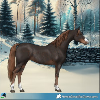 Horse Color:Liver Chestnut Rabicano 