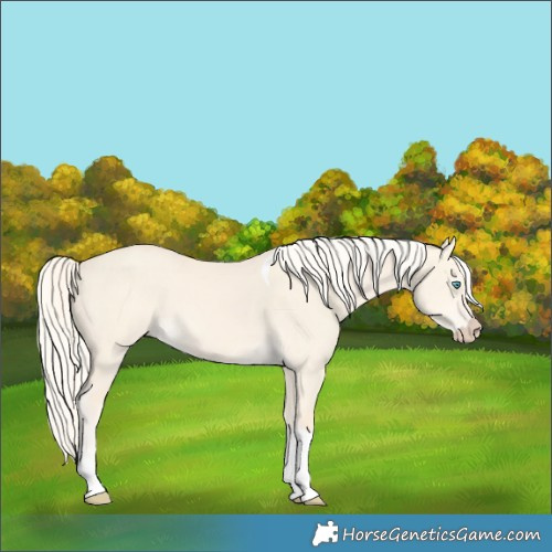 Horse Color:Cremello Dun Tobiano 