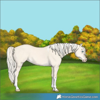 Horse Color:Cremello Dun Tobiano