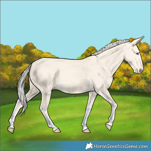 Horse Color:Cremello Dun Tobiano 