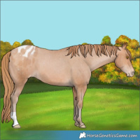 Horse Color:Bay Pearl Appaloosa