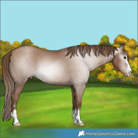 Horse Color:Gray Black Pearl Varnish 
