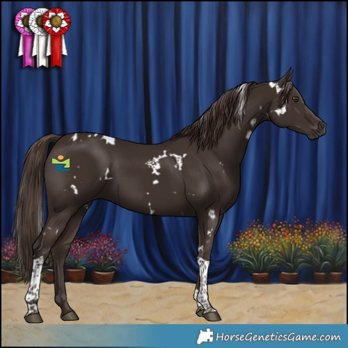 Horse Color:White Spotted Liver Chestnut Tobiano 