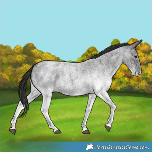 Horse Color:White Spotted Blue Roan 