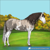 Horse Color:Grullo Sabino Splash and Classic Champagne Dun Sabino Splash