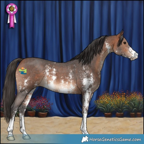 Horse Color:Bay Sabino 