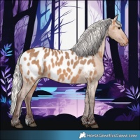 Horse Color:Silver Brown Dun Appaloosa 