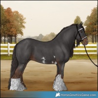 Horse Color:Liver Chestnut Sabino Tobiano 