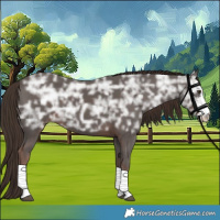Horse Color:Liver Chestnut Ice Sabino 