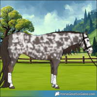 Horse Color:Liver Chestnut Ice Sabino 