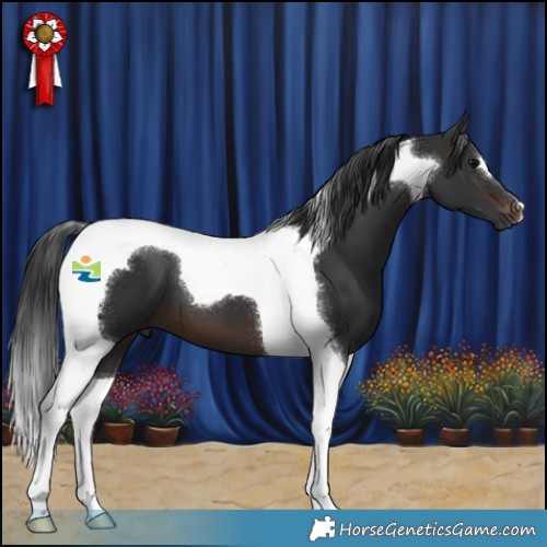 Horse Color:Brown Tobiano 