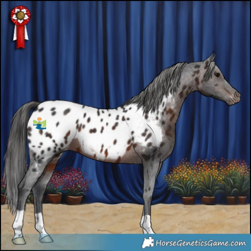 Horse Color:Brown Appaloosa 