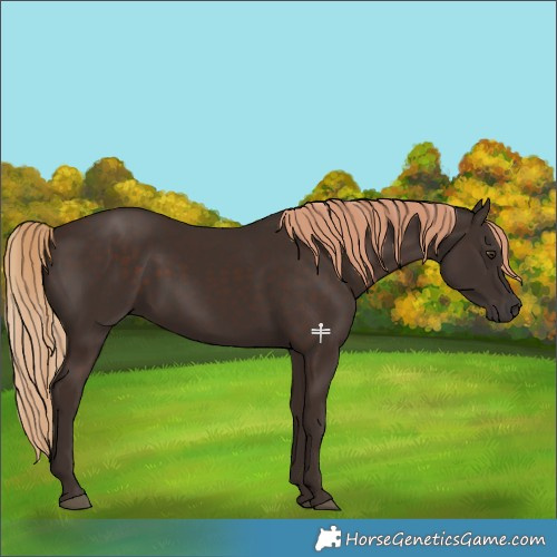 Horse Color:Liver Chestnut 