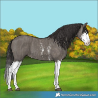 Horse Color:Smoky Grullo Sabino Splash and Smoky Grullo Sabino Splash
