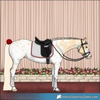 Horse Color:Palomino Sabino Near Leopard 