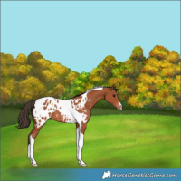 Horse Color:Bay Tobiano Appaloosa 