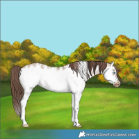 Horse Color:Brown Dun Sabino Splash Frame Near Leopard 