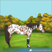 Horse Color:Bay Appaloosa 