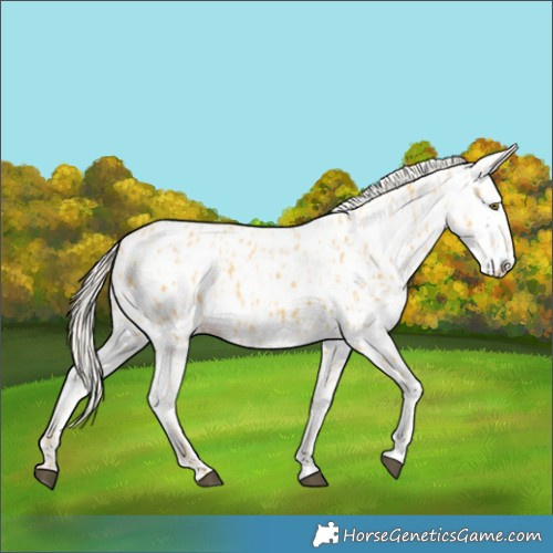 Horse Color:Palomino Appaloosa  and White Spotted Palomino Appaloosa 