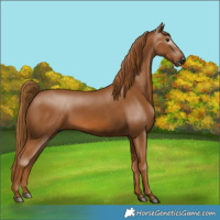 Horse Color:Gray Chestnut 