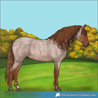 Horse Color:Red Roan 